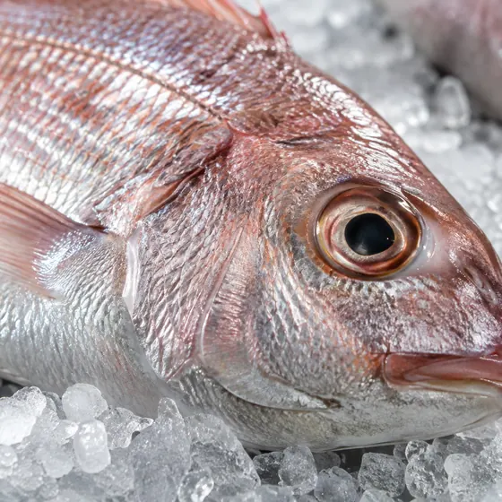 氷の上の鮮魚のイメージ