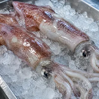 氷の上のイカのイメージ